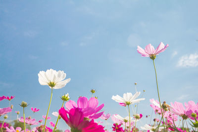 Close-up of pink cosmos flowers against sky