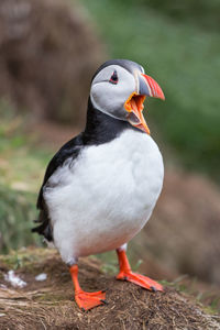 Close-up of bird perching outdoors