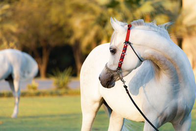View of horse on field