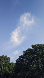 Low angle view of trees against sky