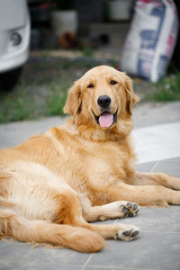 Portrait of golden retriever relaxing outdoors