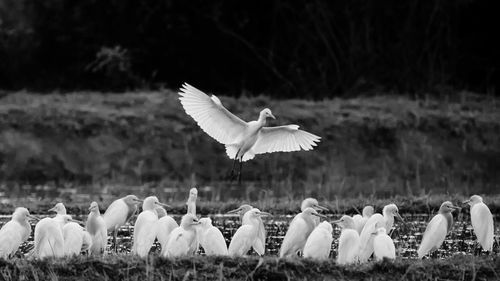 White birds flying over grass