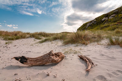 Driftwood on sand at beach against sky
