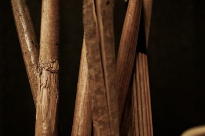 Close-up of bamboo