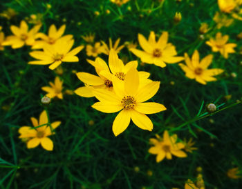 Close-up of yellow flower