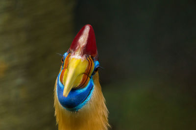 Close-up of a bird