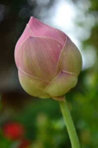 Close-up of flower against blurred background