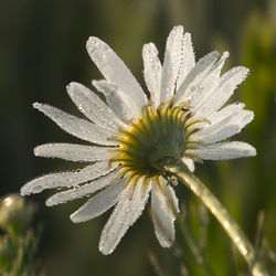 Close-up of flower against blurred background