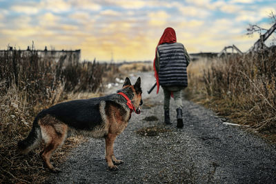 Rear view of dog standing on field against sky