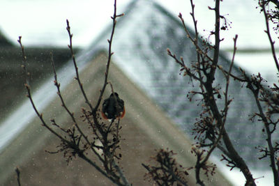 Close-up of bird perching on tree against sky during winter