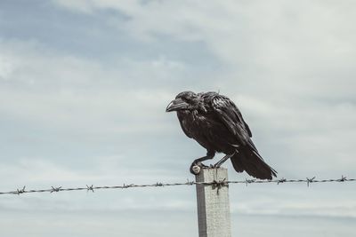 Low angle view of bird perching on wooden post