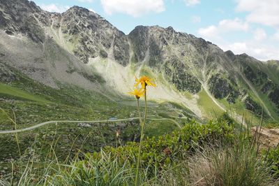 Flowers growing by mountains against sky