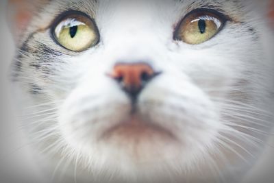 Close-up portrait of a cat