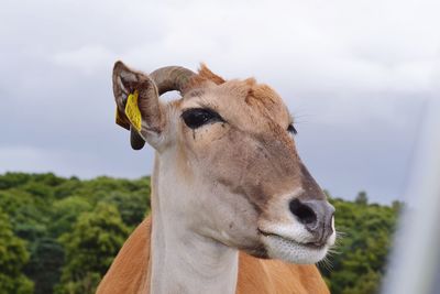 Close-up of horse against sky