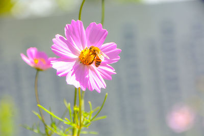 Close-up of bee on pink cosmos flower blooming outdoors