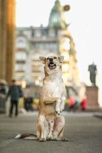 Portrait of a dog on street