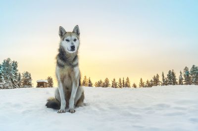 Dog on snowy field against sky during winter