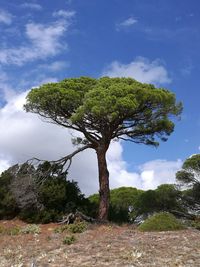 Single tree on landscape against sky