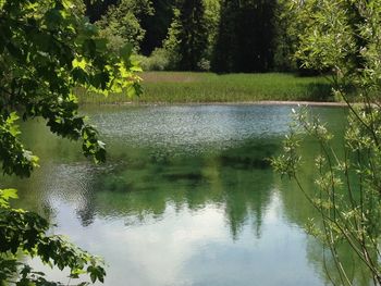 Reflection of trees in lake