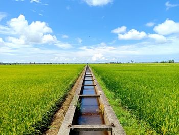 Scenic view of agricultural field against sky