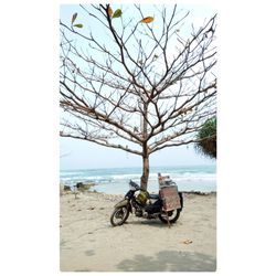 Bare tree on beach against clear sky