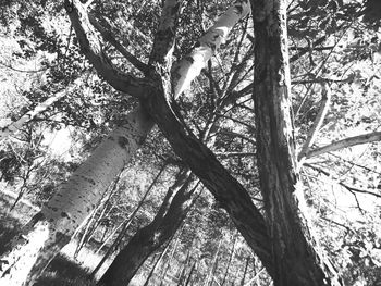 Low angle view of trees