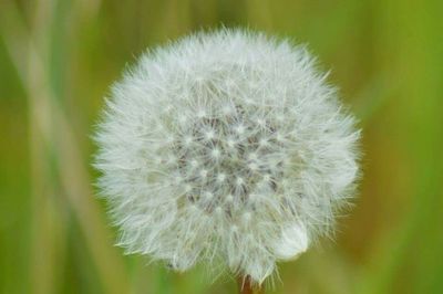 Close-up of dandelion flower