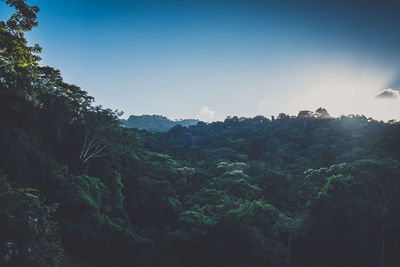 Scenic view of forest against clear sky