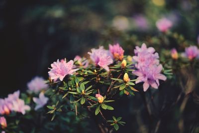 Close-up of pink flowering plants