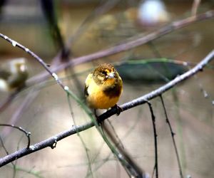 Close-up of bird perching on branch