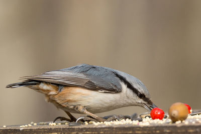Side view of bird eating food