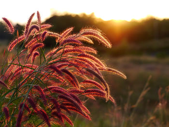 Close-up of plant growing on field against sky during sunset