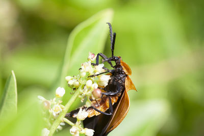 Close-up of insect on flower