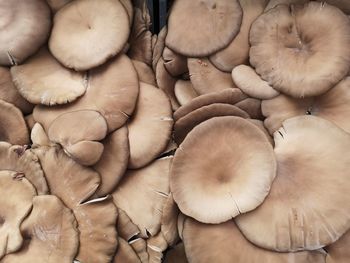 oyster mushroom