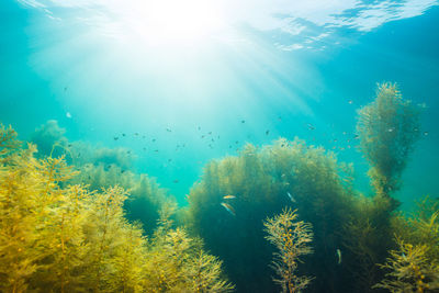 Flock of birds in sea