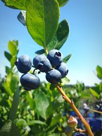 Close-up of berries growing on tree