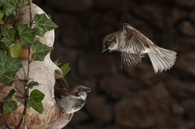 Close-up of birds flying