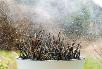 Close-up of potted plant