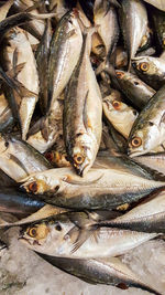 High angle view of fish in market