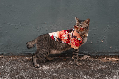 Portrait of dog standing outdoors