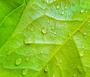 Full frame shot of wet leaves