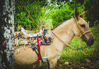 Donkey standing outdoors