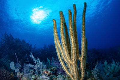Close-up of fish swimming in sea