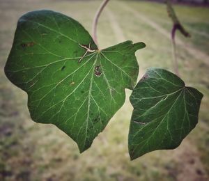 Close-up of insect on leaf
