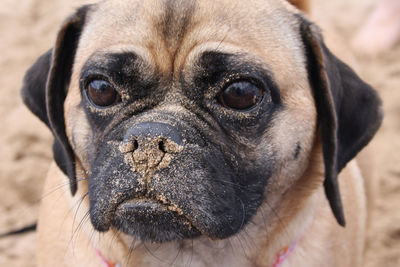 Close-up portrait of dog