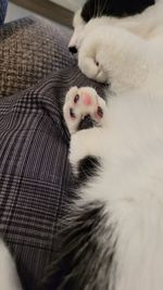 High angle view of cat resting on sofa at home