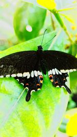 Close-up of butterfly on leaf