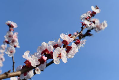 Low angle view of cherry blossoms against sky