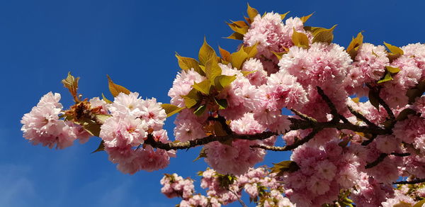 Low angle view of cherry blossoms against sky