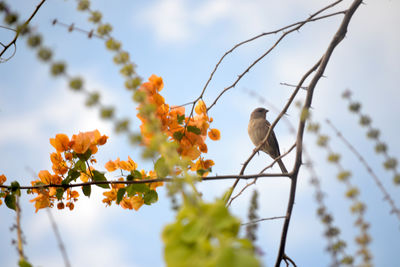 Low angle view of flower tree